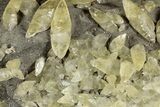 Double-Terminated Yellow Calcite Crystals on Matrix - Missouri #353651-1